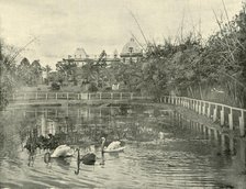 'Papyrus Pond, Brisbane Botanical Gardens', 1901. Creator: Unknown.