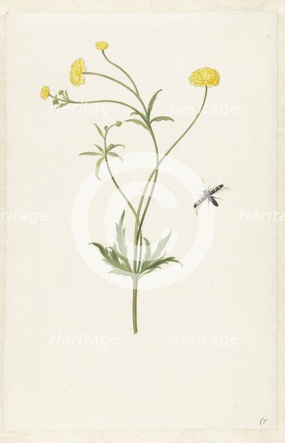 Double yellow ranunculus and insect, c.1674-c.1692. Creator: Pieter Withoos.