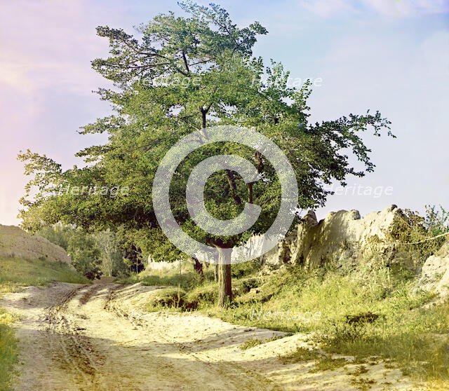 Mulberry tree, Samarkand, between 1905 and 1915. Creator: Sergey Mikhaylovich Prokudin-Gorsky.