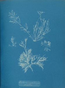 Exillaria crystallinum parasitic, ca. 1853. Creator: Anna Atkins.