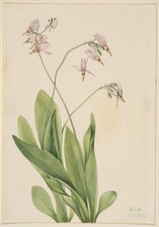 Shooting Star (Dodecatheon meadia), 1919. Creator: Mary Vaux Walcott.