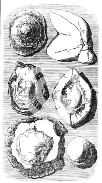 Specimens of Fossils recently found at Tingewick, Bucks., 1857. Creator: Unknown.