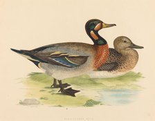 Bimaculated Duck, 1855. Creator: Unknown.