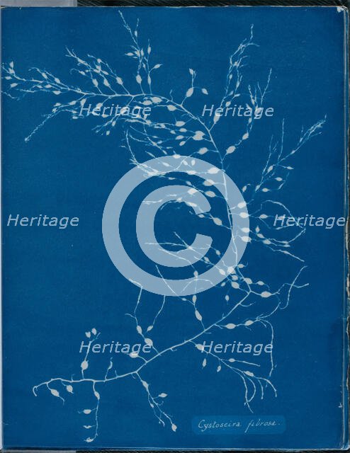 Cystoseira fibrosa, 1843 or 1844. Creator: Anna Atkins.