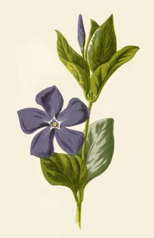 'Periwinkle', 1877. Creator: Frederick Edward Hulme.