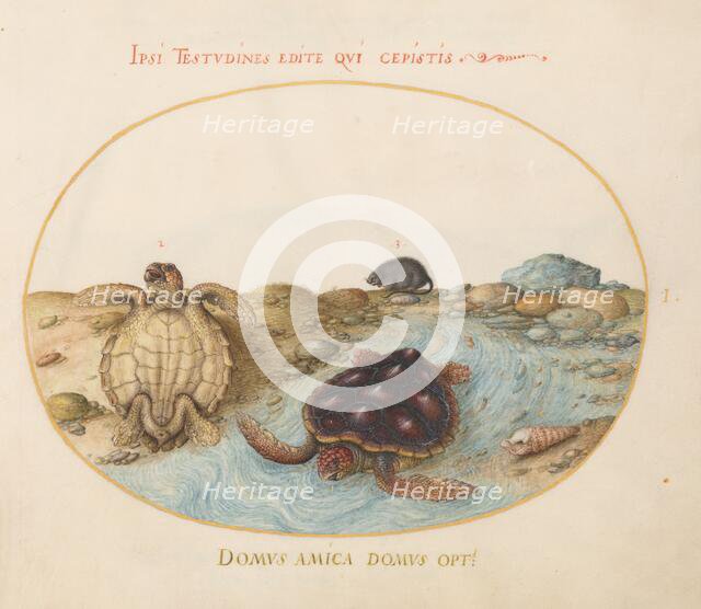 Animalia Aqvatilia et Cochiliata (Aqva): Plate I, c. 1575/1580. Creator: Joris Hoefnagel.