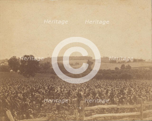[Cornfield in Back of the Barn], 1883., 1883. Creator: Thomas Eakins.