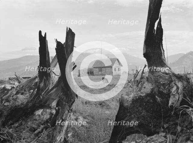 Evanson new home, looking across land..., Priest River Valley, Bonner County, Idaho, 1939. Creator: Dorothea Lange.