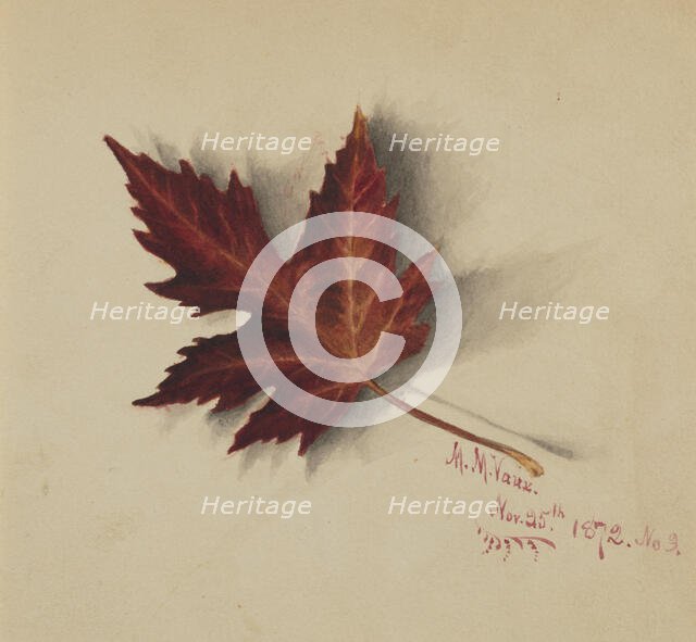 Untitled (Autumn Leaf), 1872. Creator: Mary Vaux Walcott.
