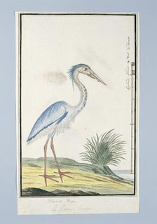 Ardea cincrea (Grey heron), 1777-1786. Creator: Robert Jacob Gordon.