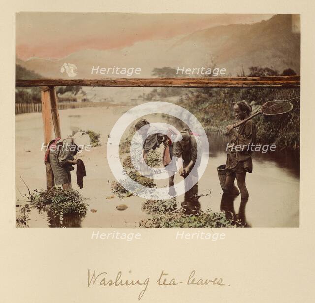 Washing Tea Leaves, about 1873-1883. Creator: Shinichi Suzuki I.