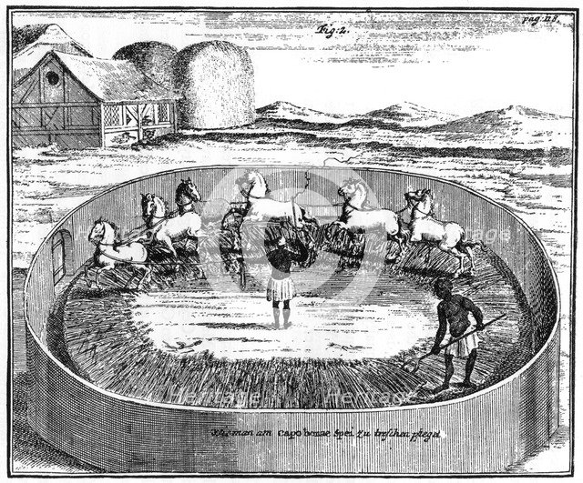 Threshing out the corn, South Africa, 18th century (1931). Artist: Unknown