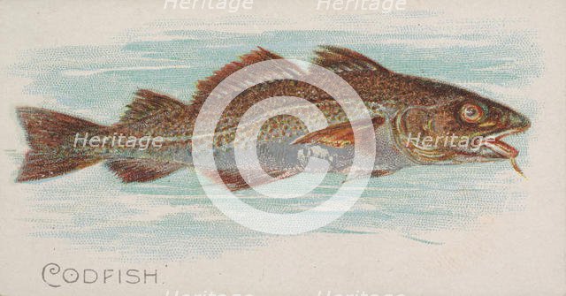Codfish, from the Fish from American Waters series (N8) for Allen & Ginter Cigarettes Brands, 1889. Creator: Allen & Ginter.
