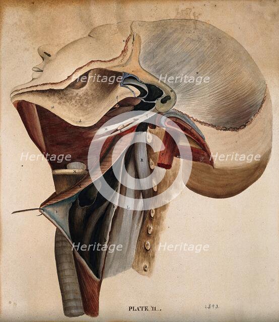 Dissection of the neck, 1800-1899. Creator: Unknown.