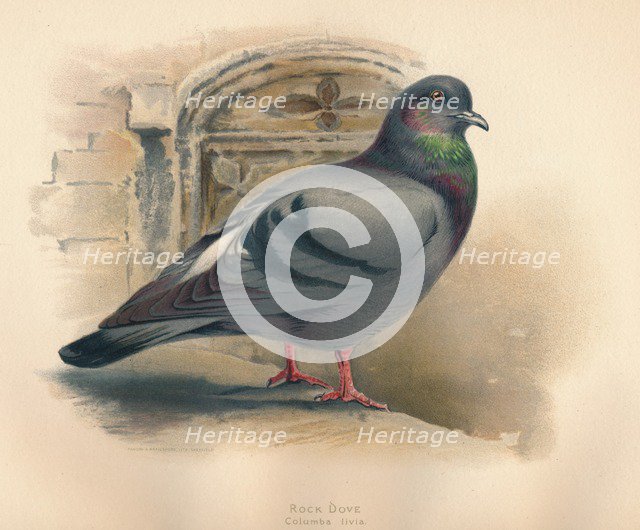 'Rock Dove (Columba livia)', c1900, (1900). Artist: Charles Whymper.
