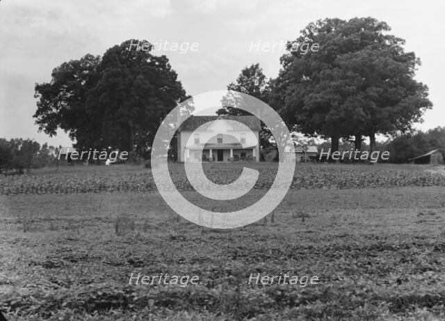 Prosperous farmer's house and farm landscape seen from the road, near Colbreth, North Carolina, 1939 Creator: Dorothea Lange.