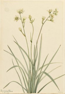 Deathcamas (Zygadenus elegans), 1917. Creator: Mary Vaux Walcott.