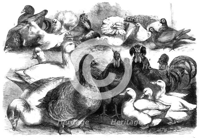 Prize birds at the Birmingham Poultry Show, 1865. Creator: Unknown.