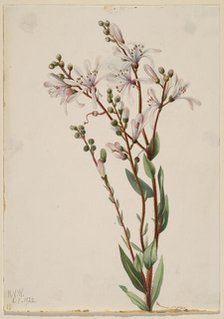 Tarflower (Befaria racemosa), 1922. Creator: Mary Vaux Walcott.