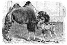 Camel and young, 1864. Creator: Pearson.
