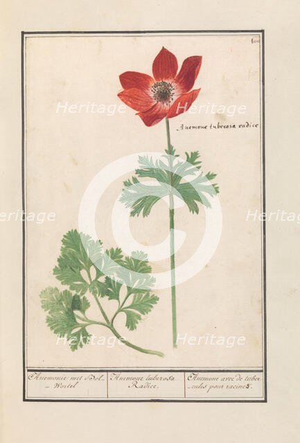 Anemone, 1596-1610.  Creators: Anselmus de Boodt, Elias Verhulst.