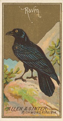Raven, from the Birds of America series (N4) for Allen & Ginter Cigarettes Brands, 1888. Creator: Allen & Ginter.