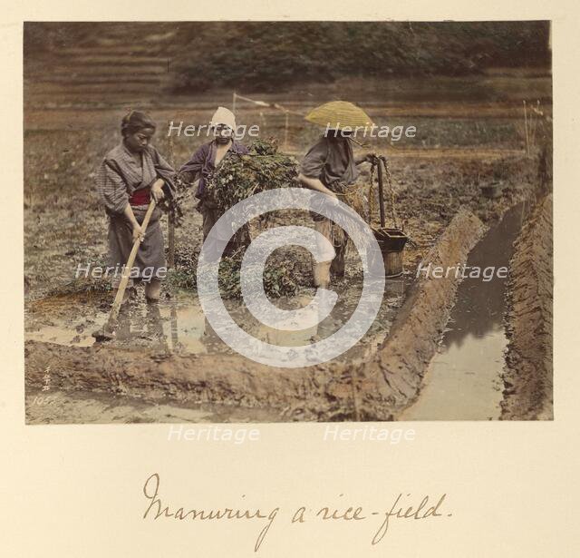 Manuring a rice-field, about 1873-1883. Creator: Shinichi Suzuki I.