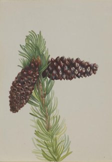 Bristle-Cone Pine (Pinus aristata), ca. 1930s. Creator: Mary Vaux Walcott.