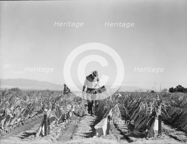 Replanting chili plants on a Japanese-owned ranch, desert agriculture, Imperial Valley, CA, 1937. Creator: Dorothea Lange.