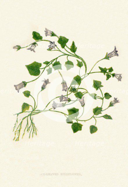 'Ivy-Leaved Bellflower', c1891, (1891). Artist: Anne Pratt.