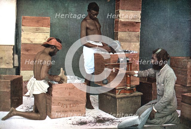 Packing and weighing tea for export on a Ceylon (Sri Lanka) estate, 1905. Artist: Unknown