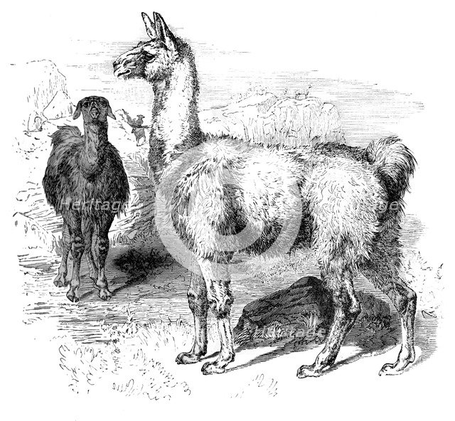 Llamas, c1880. Artist: Unknown