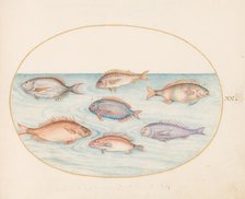 Animalia Aqvatilia et Cochiliata (Aqva): Plate XX, c. 1575/1580. Creator: Joris Hoefnagel.
