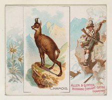 Chamois, from Quadrupeds series (N41) for Allen & Ginter Cigarettes, 1890. Creator: Allen & Ginter.