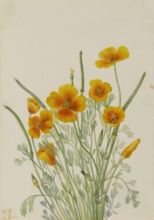 Mexican Poppy (Eschscholtzia mexicana), 1927. Creator: Mary Vaux Walcott.