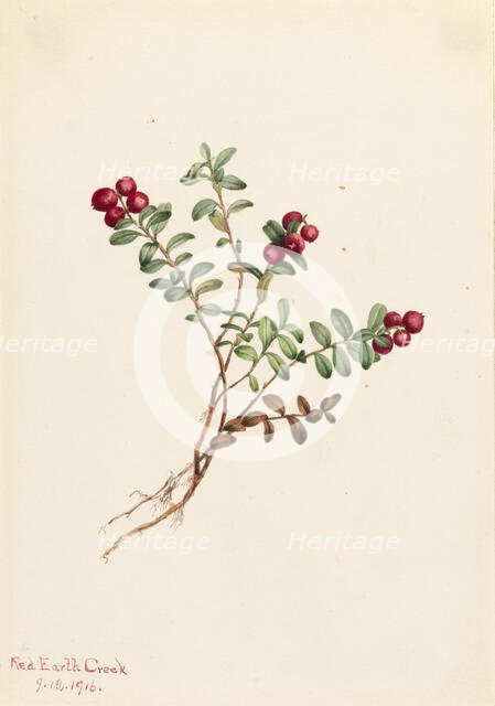 Mountain Cranberry (Vaccinium vitisdaea minus), 1916. Creator: Mary Vaux Walcott.