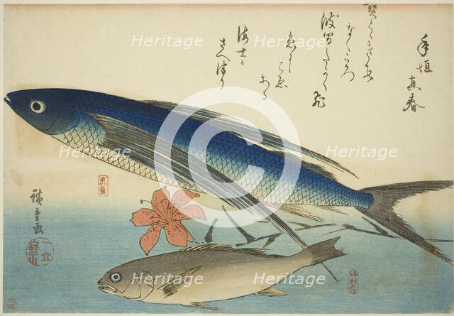 Flying fish and Ichimochi, from an untitled series of fish, c. 1840/42. Creator: Ando Hiroshige.