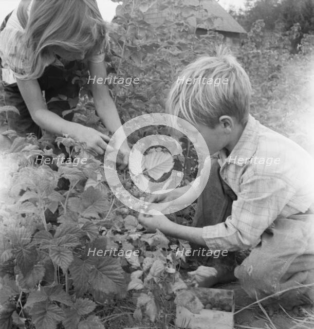 Possibly: Arnold children picking raspberries in the new berry..., Michigan Hill, Washington, 1939. Creator: Dorothea Lange.