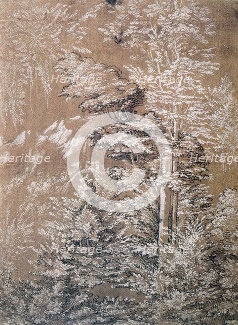 'Tree Study', 1519 Artist: Wolf Huber