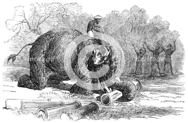 Elephant assisting to lay down water-pipes near Kandy, in Ceylon, 1856.  Creator: Unknown.