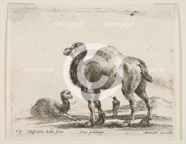 Plate 17: camels, from 'Various animals' (Diversi animali), ca. 1641. Creator: Stefano della Bella.