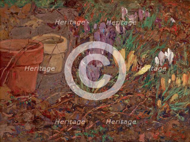 Crocuses, date unknown, c1875-1935. Creator: William Forsyth.