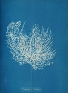 Ectocarpus distantus, ca. 1853. Creator: Anna Atkins.