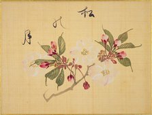 From the Sketch Book of Sakura (Cherry Blossoms), Between 1830 and 1853. Creator: Sakamoto, Konen (1800-1853).