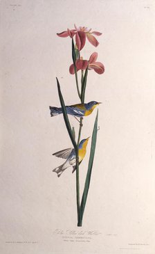 Blue Yellow-backed Warbler. From "The Birds of America", 1827-1838. Creator: Audubon, John James (1785-1851).