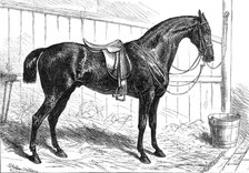 The Horse Show at the Agricultural Hall, Islington: the Prince of Wales's Park Cob, "Bob", 1874. Creator: Unknown.