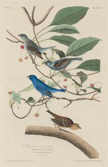 Indigo Bird, 1829. Creator: Robert Havell.