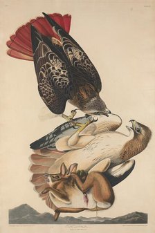 Red Tailed Hawk, 1829. Creator: Robert Havell.