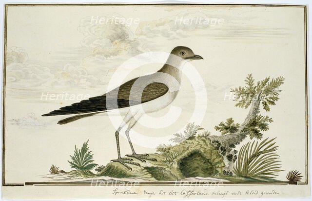 Glareola nordmanni (Black-winged pratincole), 1777-1786. Creator: Robert Jacob Gordon.