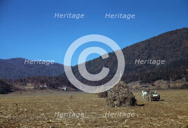 Cornshocks in mountain farm along the Skyline Drive in Virginia, ca. 1940. Creator: Jack Delano.